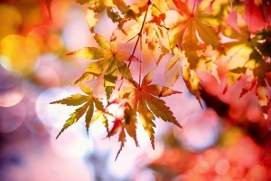 Fall Foliage!