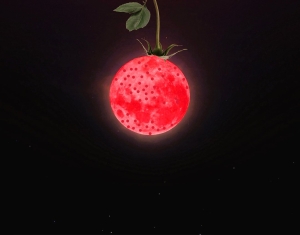 The Full Strawberry Moon!