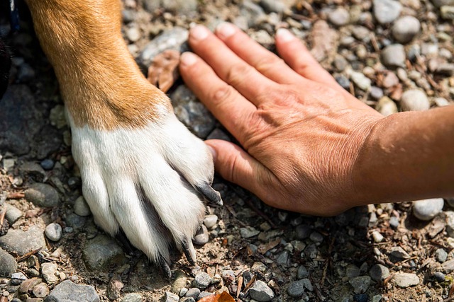 Hand in paw