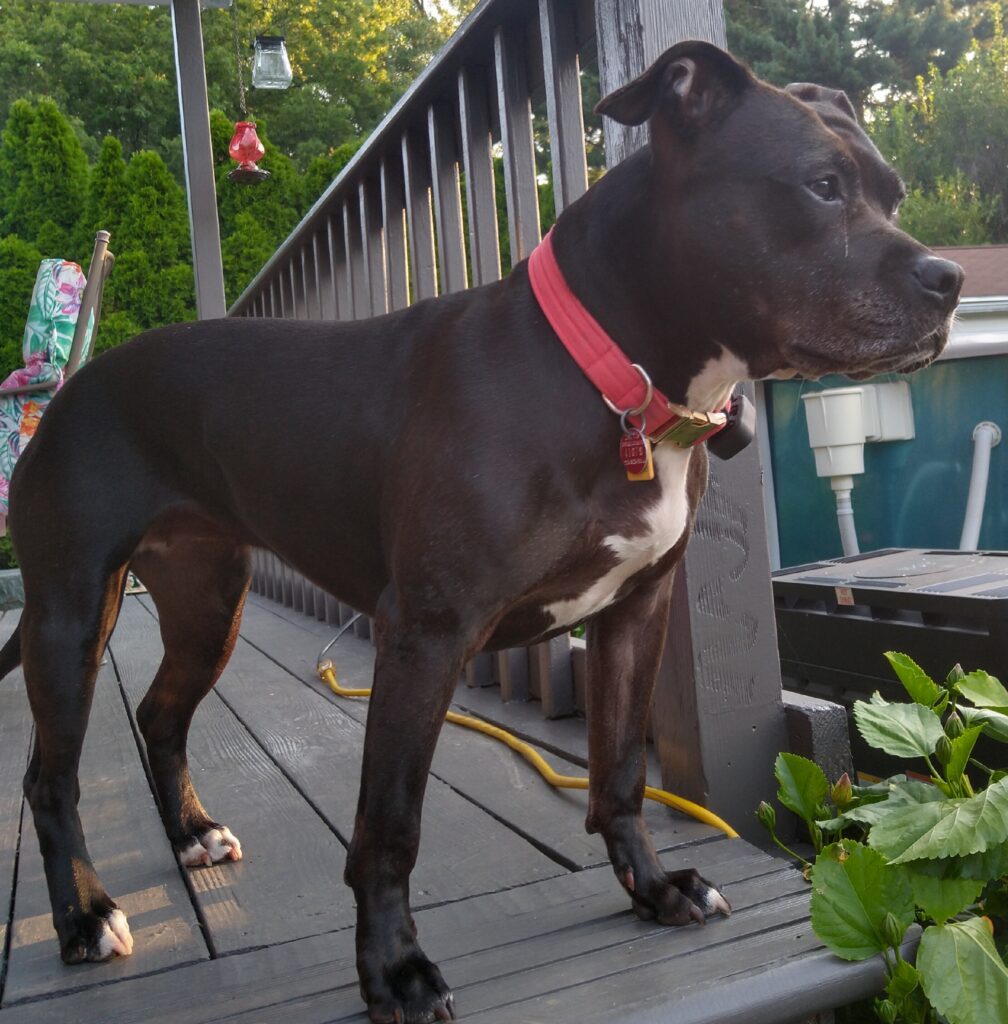 Ruby dog