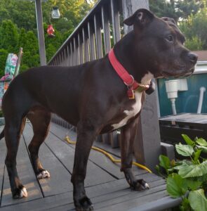 Ruby dog
