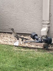 Roadrunner