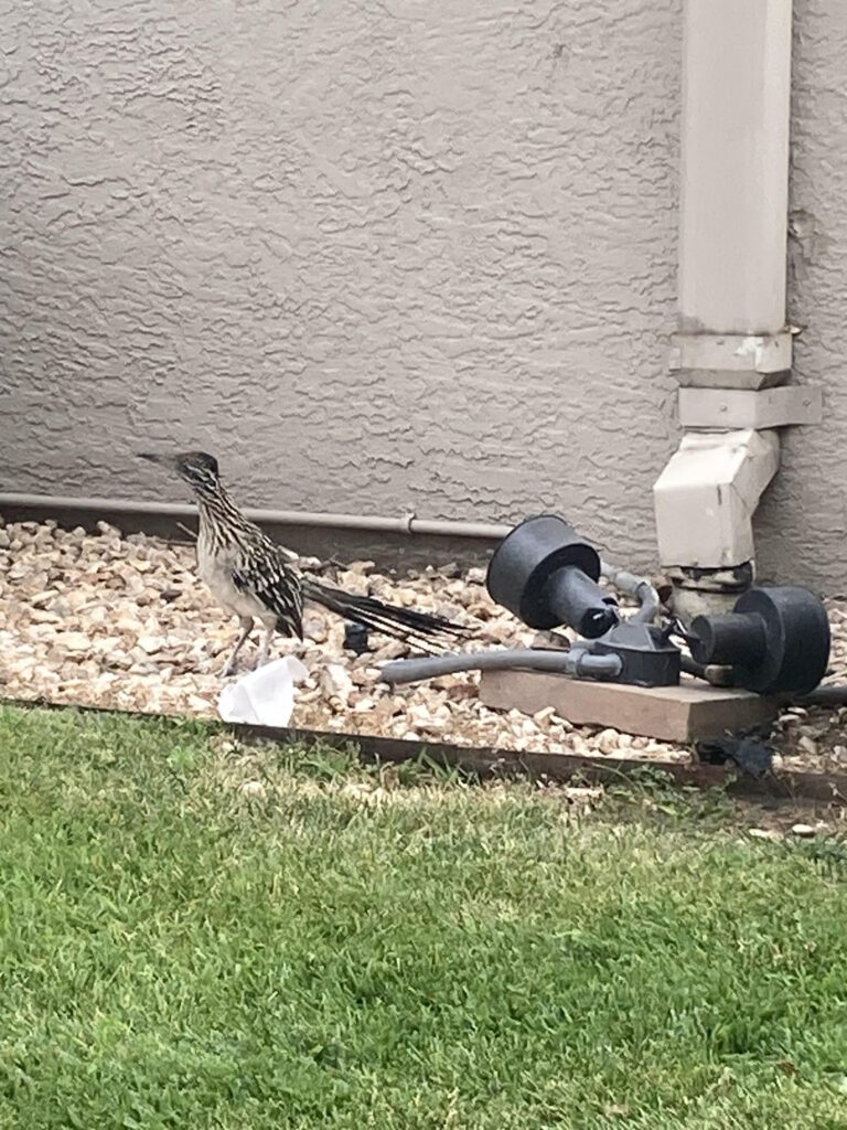 Roadrunner