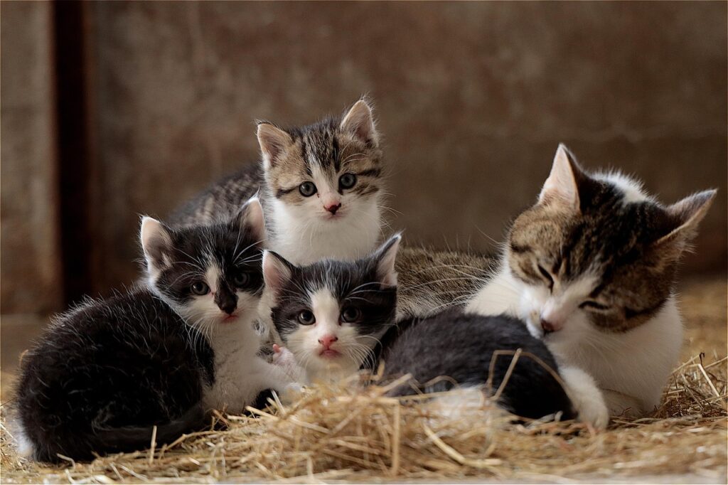 Cat family 5074732 1280