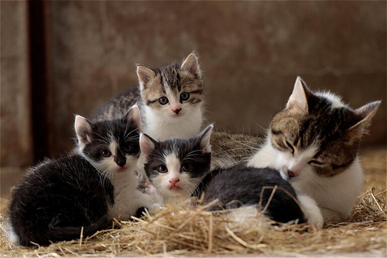 Cat family 5074732 1280